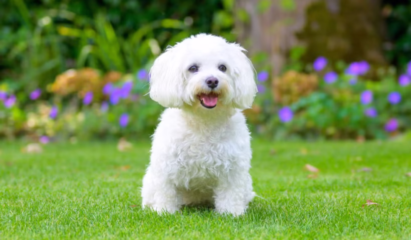 Best Hypoallergenic Dogs for Families with Kids