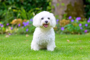 Low Maintenance Pets for Small Apartments