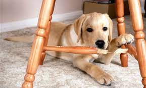 How to Train a Puppy to Stop Biting Furniture