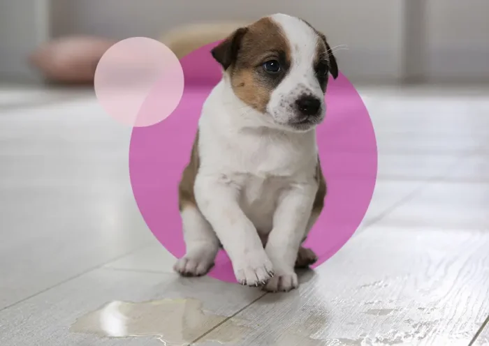 Tips for Potty Training a Small Breed Puppy