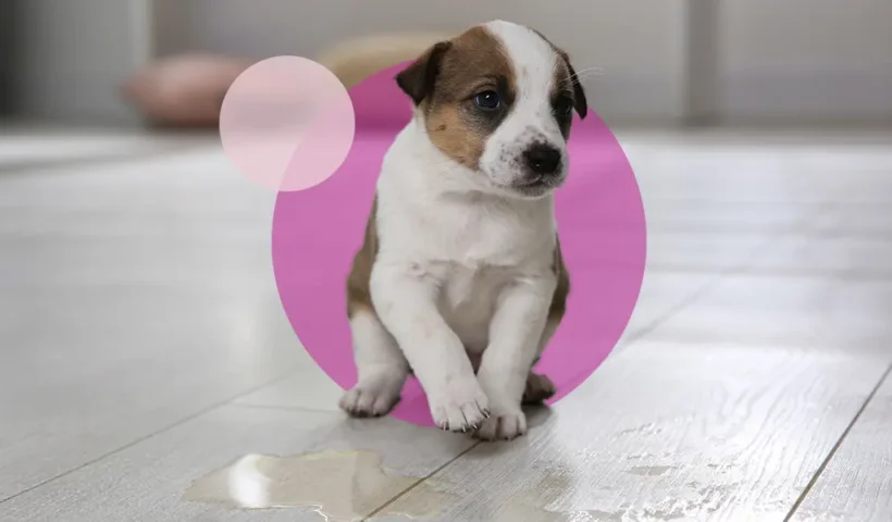 Tips for Potty Training a Small Breed Puppy