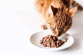 The Best Cat Food for Sensitive Stomach and Vomiting