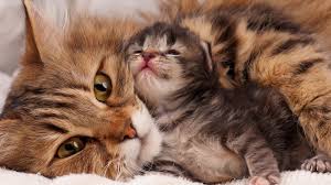how to introduce a new kitten to older cats