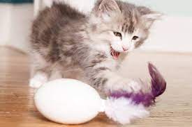 Best Toys for Cats That Stay Home Alone
